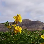 Aloha * La Oliva