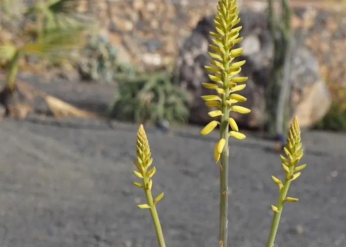 Apartman Aloha La Oliva