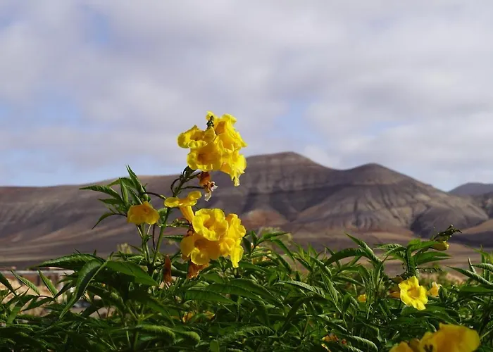 Aloha * 라 올리바