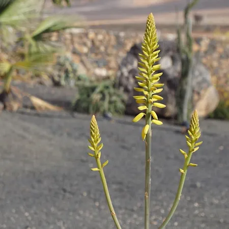 Appartement Aloha La Oliva